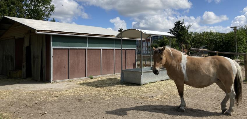 En af de meget værdsatte aktiviteter er tiden i staldene og på ridebanen med Midgårds heste