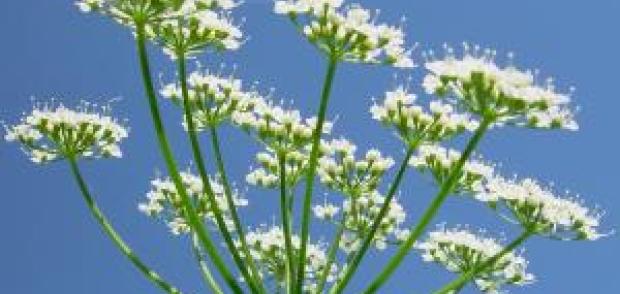 Derfor har vi klubber